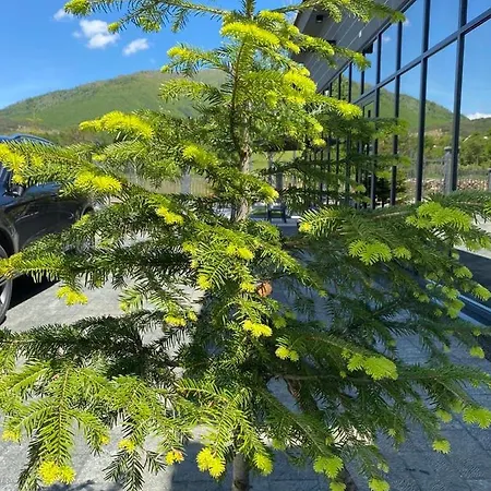 ゲストハウス Iballe Pukë