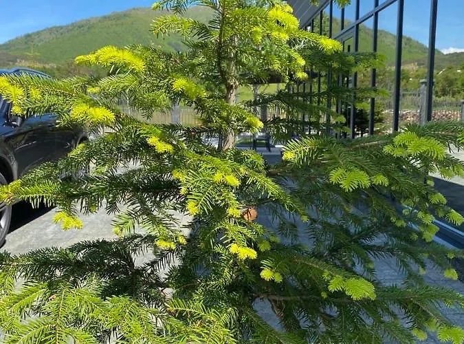 Affittacamere Iballe Puke